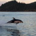 Photo Contest Submission 